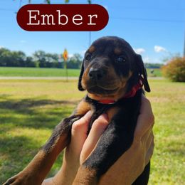 Ember - Black and rust female Doberman Pinscher puppy in Blanchester, Ohio from Battle Creek Dobermans