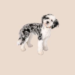 Ava - Bernedoodle