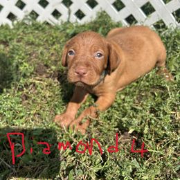 Diamond - Golden rust female Vizsla puppy in Sioux County, Iowa from Pheasant Poppers Vizslas