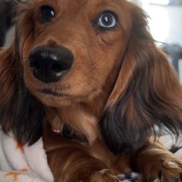 Vixey - Dachshund