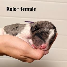 Rolo - Merle female Goldendoodle puppy in Milford, Pennsylvania from Doodles Are Golden