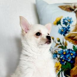 Rosè - Gold and white female Chihuahua puppy in Alvord, Texas from Gift of Gods Favor