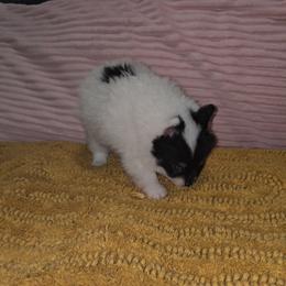 Violet - Black parti female Pomeranian puppy in Angleton, Texas from Pomeranian Palace, LLC