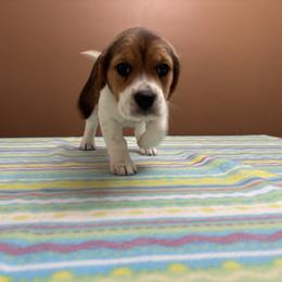 Sugar - Black tan and white female Beagle puppy in St. Cloud, Minnesota from Beagle Blessings