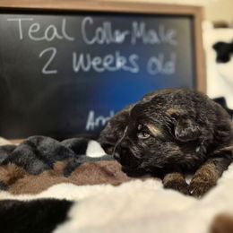 Teal collar male - Black and red male German Shepherd puppy in Eugene, Oregon from Vom Osuna K9s