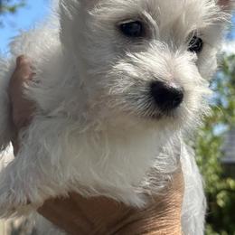 West Highland White Terrier Puppies from Amazing Grace Westies