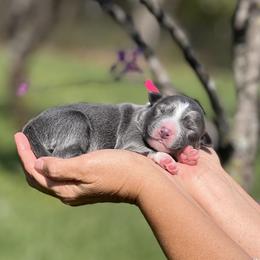 Lyra - Blue female Border Collie puppy in Conway, Missouri from 2J 2K Border Collies | Maremma Sheepdogs