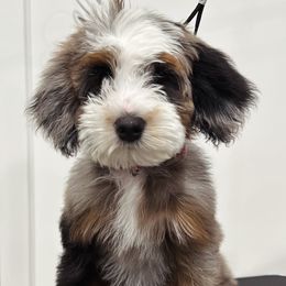 Bernedoodle Puppies from Main Street Bernedoodles