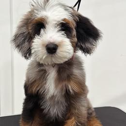 Bernedoodle Puppies from Main Street Bernedoodles