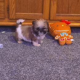Moana - White and tan female Mal-Shi puppy in Pleasant Hill, Iowa from Courtney Nicole's Mal Shihs & Goldendoodles