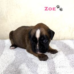 Zoe - Fawn Boxer puppy in Cicero, New York from MK Boxer Haven of CNY