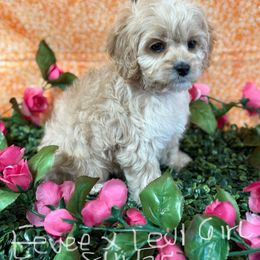 Eevee girl - Buff female Cockapoo puppy in Haines City, Florida from Camic Cockapoos