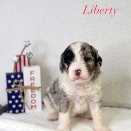 Liberty - Blue merle female Bernedoodle puppy in Williamson, New York from Lakeside Doodles