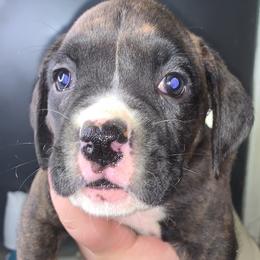 Boxer Puppies from Georgia Boxer Puppies