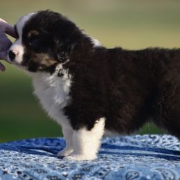 Miniature American Shepherd Puppies from Bandana Kennel