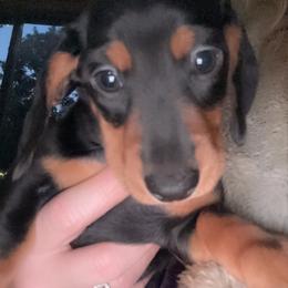 Spike - Black and tan male Dachshund puppy in Chelsea, Oklahoma from Renee's Dachshund's