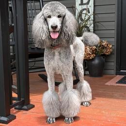 Pepper - Poodle