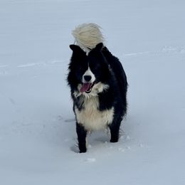 Cindy - Border Collie