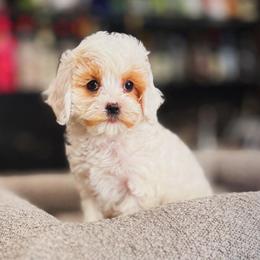 Lilly - White female Cavapoo puppy in South Jordan, Utah from Wasatch Pup