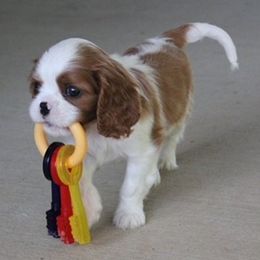 Cavalier King Charles Spaniels from Marcia Garstin's Cavalier King Charles Spaniels