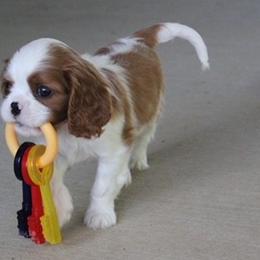 Cavalier King Charles Spaniels from Marcia Garstin's Cavalier King Charles Spaniels