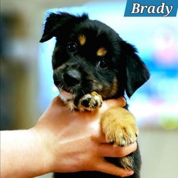 Brady - Black tri male Miniature Australian Shepherd puppy in Punta Gorda, Florida from Christie's Creekside Aussies