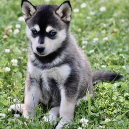 Pomsky and Siberian Husky Puppies from Blacktail Mountain Pomskies