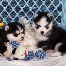 Pomsky puppies from Mini Pomskies of Ohio