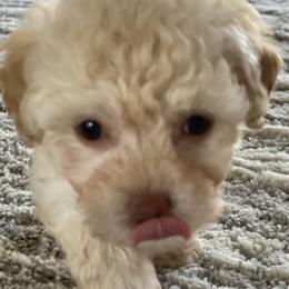Cockapoo and Poodle Puppies from Nikol Nik