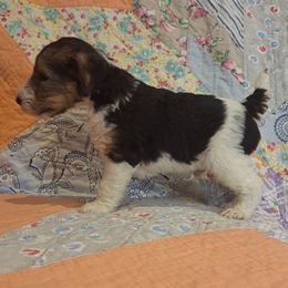 Sir Bedivere - White black and tan male Wire Fox Terrier puppy in Lancaster, Missouri from Missouri Meadows Farm