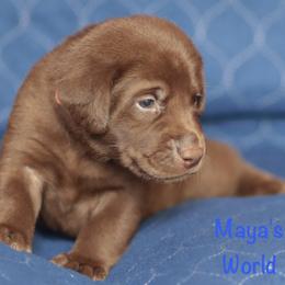 Orange collar - Chocolate male Labrador Retriever puppy in Wallace, North Carolina from Maya's World Labradors with Love