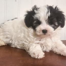 Aspen (toy breed) - male Maltipoo puppy in Belleville, Michigan from Michigan Maltese Puppies