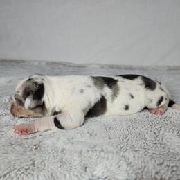 Duke - Blue merle male Catahoula Leopard Dog puppy in Doerun, Georgia from Twig & Tail Puppies