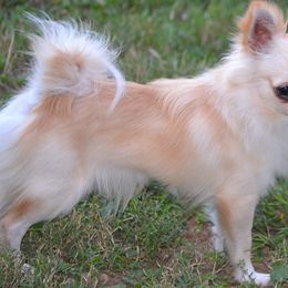 Chihuahua All Grown Up from Schroeder Chihuahuas