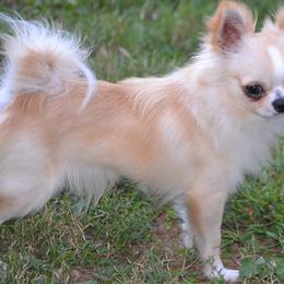 Chihuahua All Grown Up from Schroeder Chihuahuas