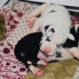 Great Dane Puppies from YK Great Danes