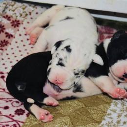Great Dane Puppies from YK Great Danes