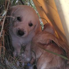 Polar-Pop - White Anatolian Shepherd Dog puppy in Virginia from One Chick Farm