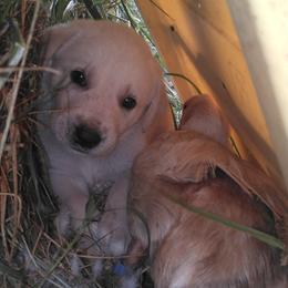 Polar-Pop - White Anatolian Shepherd Dog puppy in Virginia from One Chick Farm