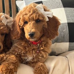 LILO - Apricot female Poodle puppy in Strasburg, Virginia from Shenandoah Valley Doodles