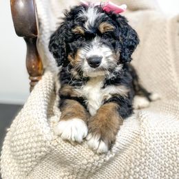 Bernedoodle and Bernese Mountain Dog Puppies from Central Wisconsin Bernedoodles