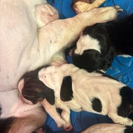 Mocha - Lemon and white female Basset Hound puppy in Loup City, Nebraska from WoodKrick Bassets