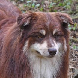RedRock - Miniature Australian Shepherd