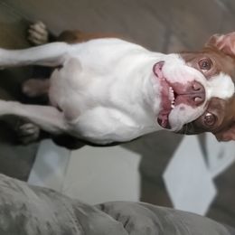 Colt  - Boston Terrier