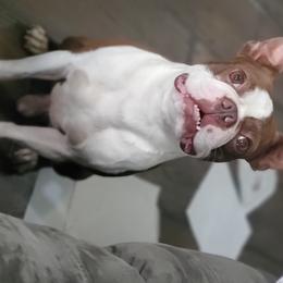 Colt  - Boston Terrier