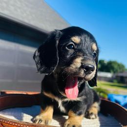 Rory - Black and cream male Dachshund puppy in Altus, Oklahoma from Johnson Prairie Pups