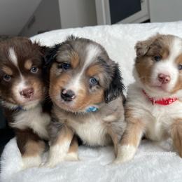 Miniature Australian Shepherd Puppies from AV Mini Aussies