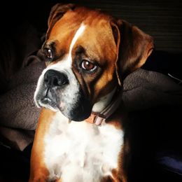 Boxers from Bayla Belle's Boxers