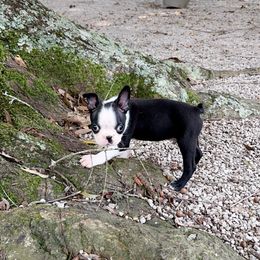 Cody - Boston Terrier