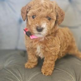 Luna - Apricot female Goldendoodle puppy in Tucson, Arizona from Ever After Doodles Arizona